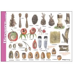 Tringa Paintings Herkenningskaart Natuur Diersporen