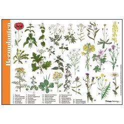 Tringa Paintings Tringa Painitings Herkenningskaart Bermplanten