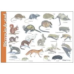 Tringa Paintings Herkenningskaart Natuur Dieren In De Stad