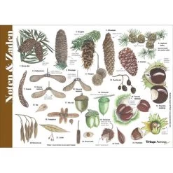 Tringa Paintings Natuur Zoekkaarten Noten, Zaden, Vruchten