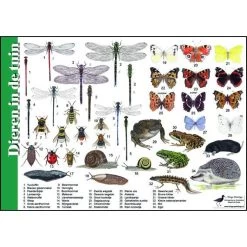 Tringa Paintings Natuur Zoekkaart Dieren In De Tuin