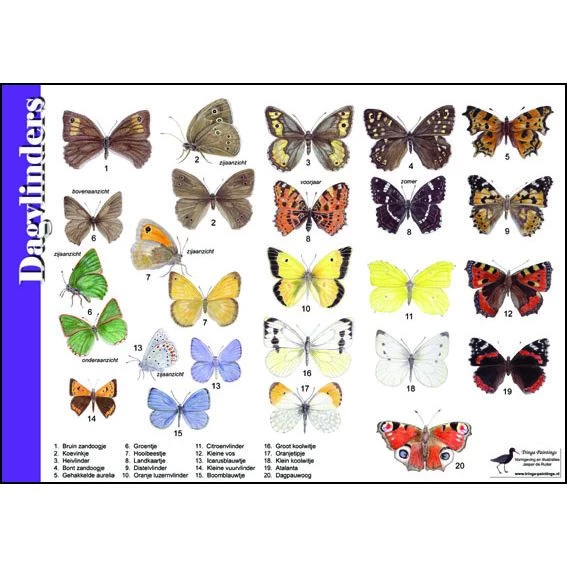 Tringa Paintings Natuur Zoekkaarten Dagvlinders