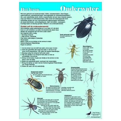 Tringa Paintings Natuur Zoekkaarten Het Leven Onderwater