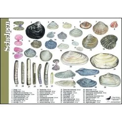 Tringa Paintings Natuur Zoekkaarten Schelpen