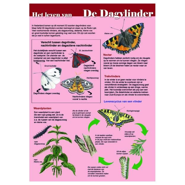 Tringa Paintings Natuur Zoekkaarten Help De Dagvlinder