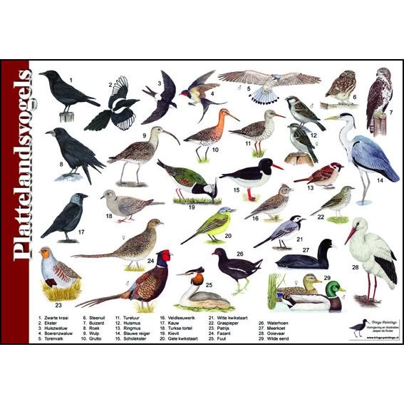 Tringa Paintings Natuur Zoekkaart Plattelandsvogels