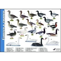 Tringa Paintings Natuur Zoekkaarten Ganzen En Zwanen