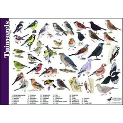 Tringa Paintings Natuur Zoekkaart Tuinvogels