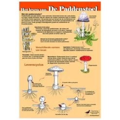 Tringa Paintings Natuur Zoekkaarten Het Leven Van De Paddenstoel