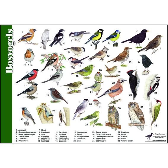 Tringa Paintings Natuur Zoekkaart Bosvogels