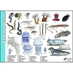 Tringa Paintings Natuur Zoekkaarten Leven In De Zee