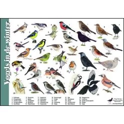 Tringa Paintings Natuur Zoekkaart Vogels In De Winter