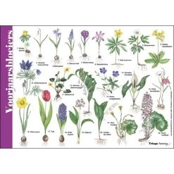 Tringa Paintings Natuur Zoekkaarten Voorjaarsbloeiers