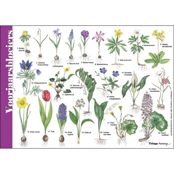 Tringa Paintings Natuur Zoekkaarten Voorjaarsbloeiers