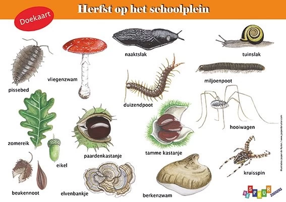 Tringa Paintings Tringa Paintings Doekaart Herfst