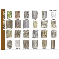 Tringa Paintings Herkenningskaart Natuur Boomschors