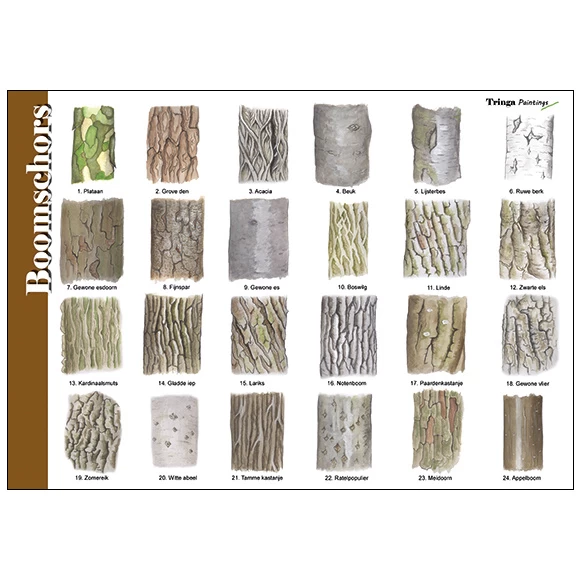 Tringa Paintings Herkenningskaart Natuur Boomschors