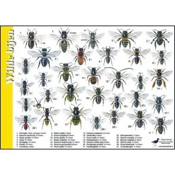 Tringa Paintings Natuur Zoekkaarten Wilde Bijen