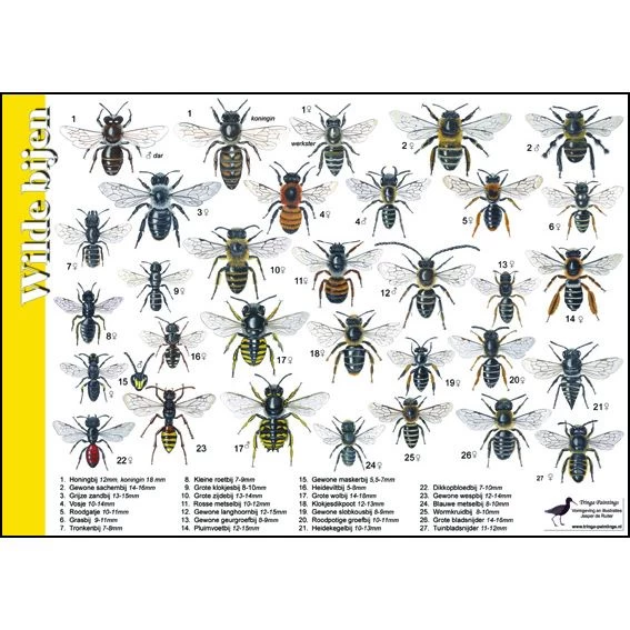 Tringa Paintings Natuur Zoekkaarten Wilde Bijen